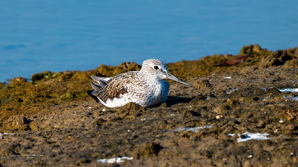 Common Greenshank